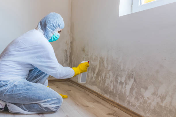 Licensed Mold Remediation service in Edgewater, FL - WQB Mold Removal