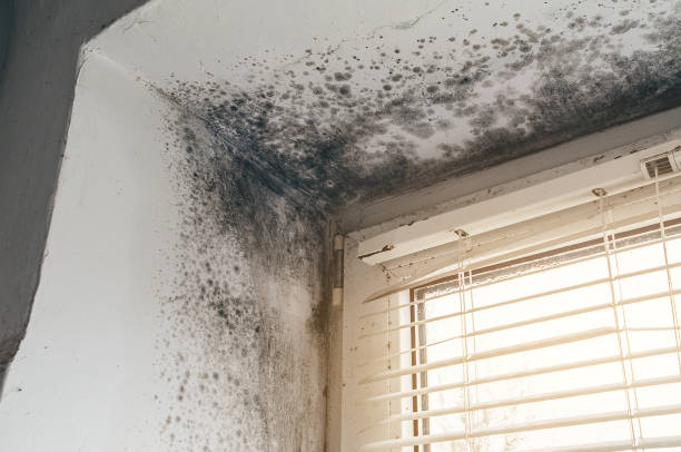 Affordable Mold Remediation solutions in Edgewater, FL