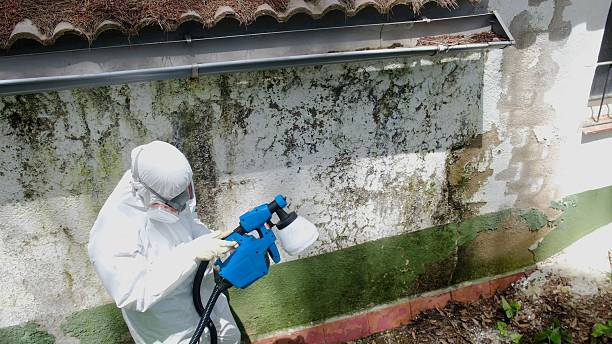 Top rated local Mold Remediation specialists in Edgewater, FL